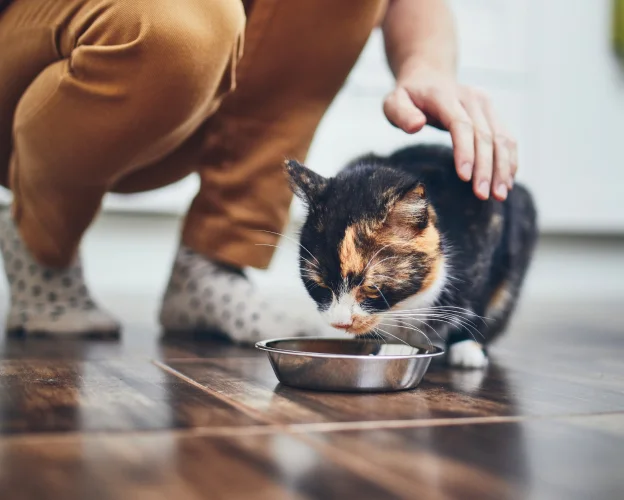 croquettes pour chats à Maine-en-Boixe près d'Angoulême en Charente 16